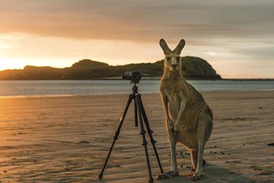 Gallery - Wallaby posing for photo